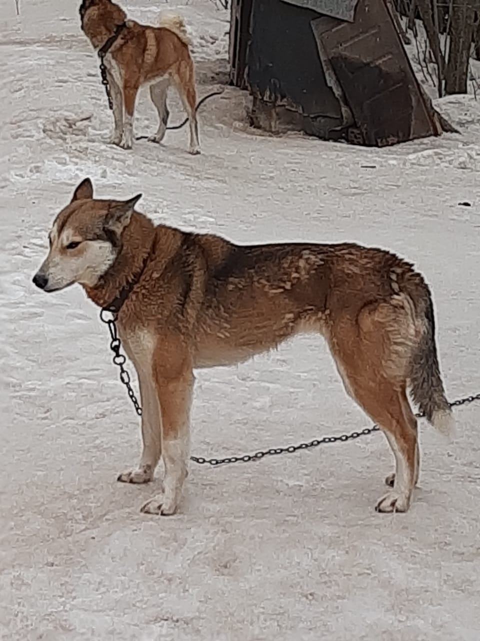 Зея