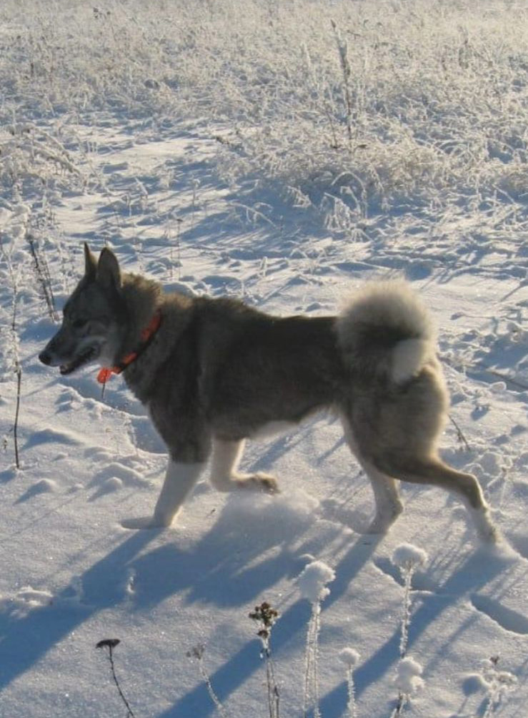 Злата